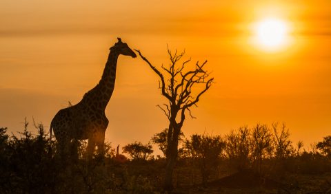 Te-ai hotărât să faci un safari? Iată câteva sfaturi de bun simț pentru o experiență cât mai reușită. - travelandbeauty.ro